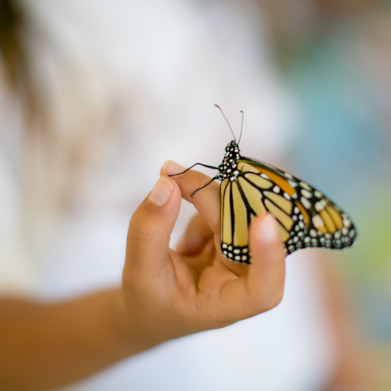 はらぺこあおむし