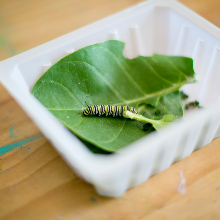 はらぺこあおむし