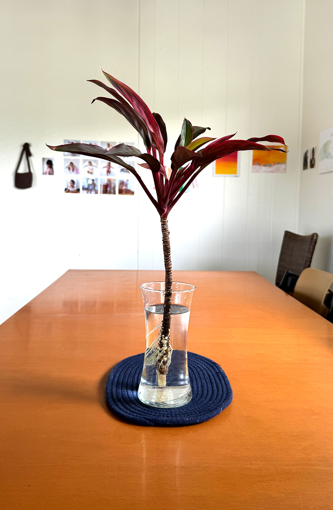 IMG_2264 ティリーフ