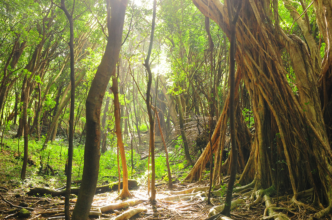 DSC_8076 ハワイが教えてくれたこと。