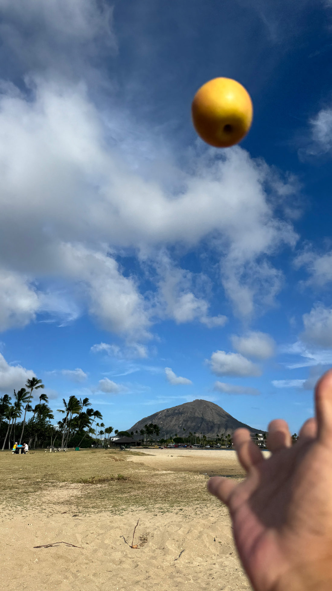 ふぞろいの林檎たち。