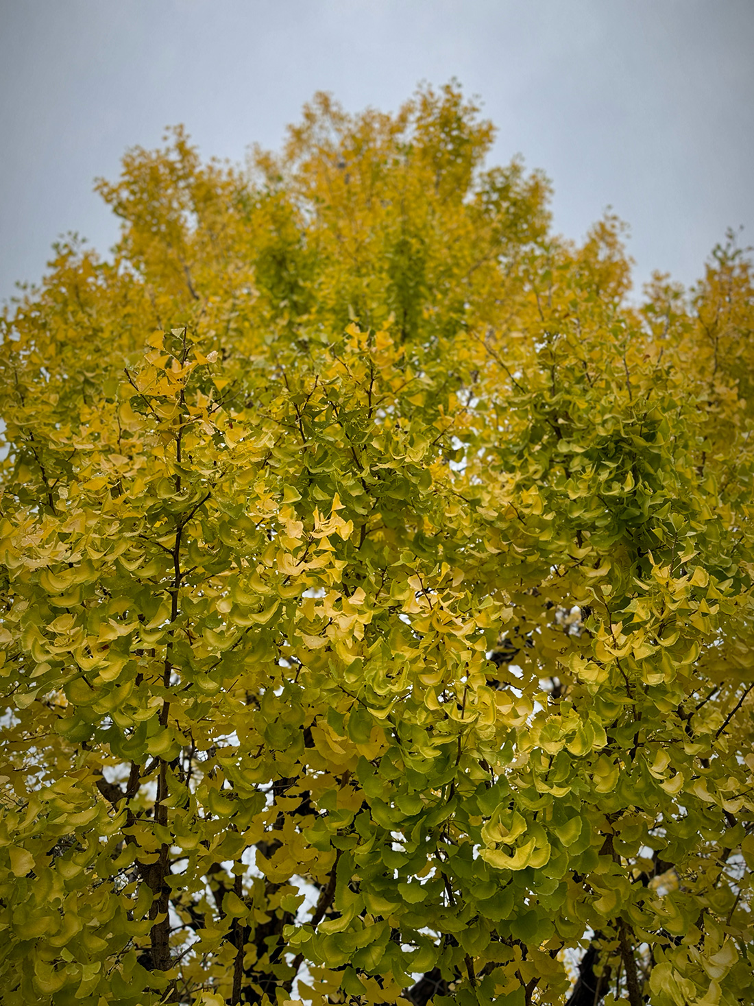【写真満載】霧雨の皇居ラン。