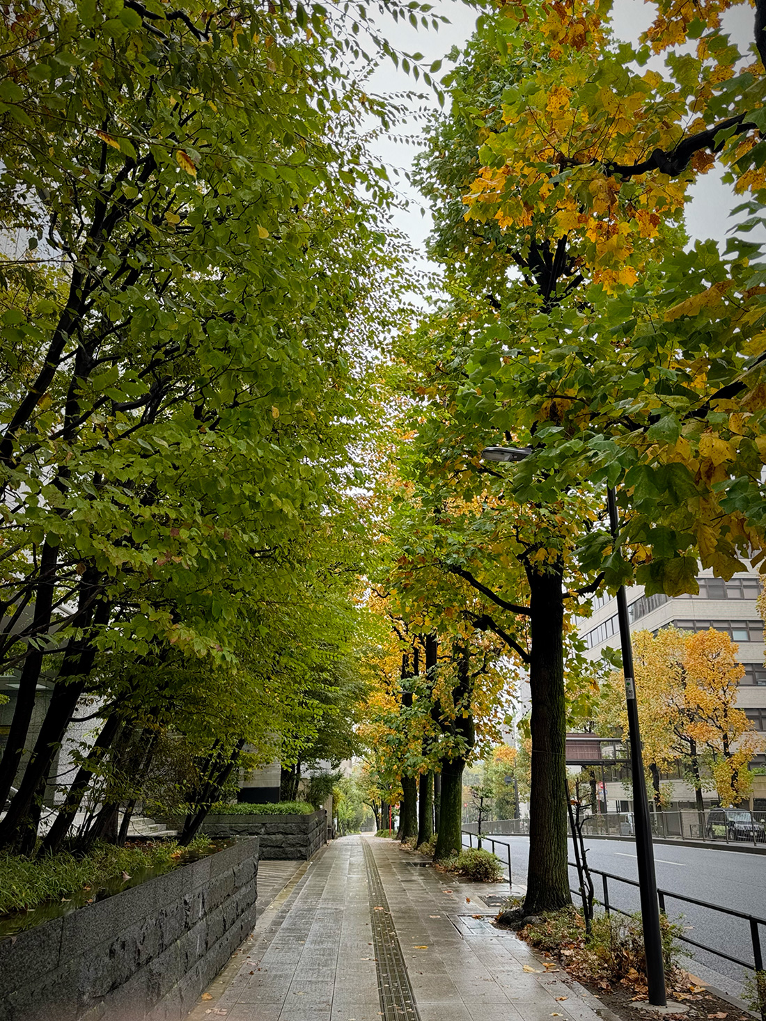 【写真満載】霧雨の皇居ラン。