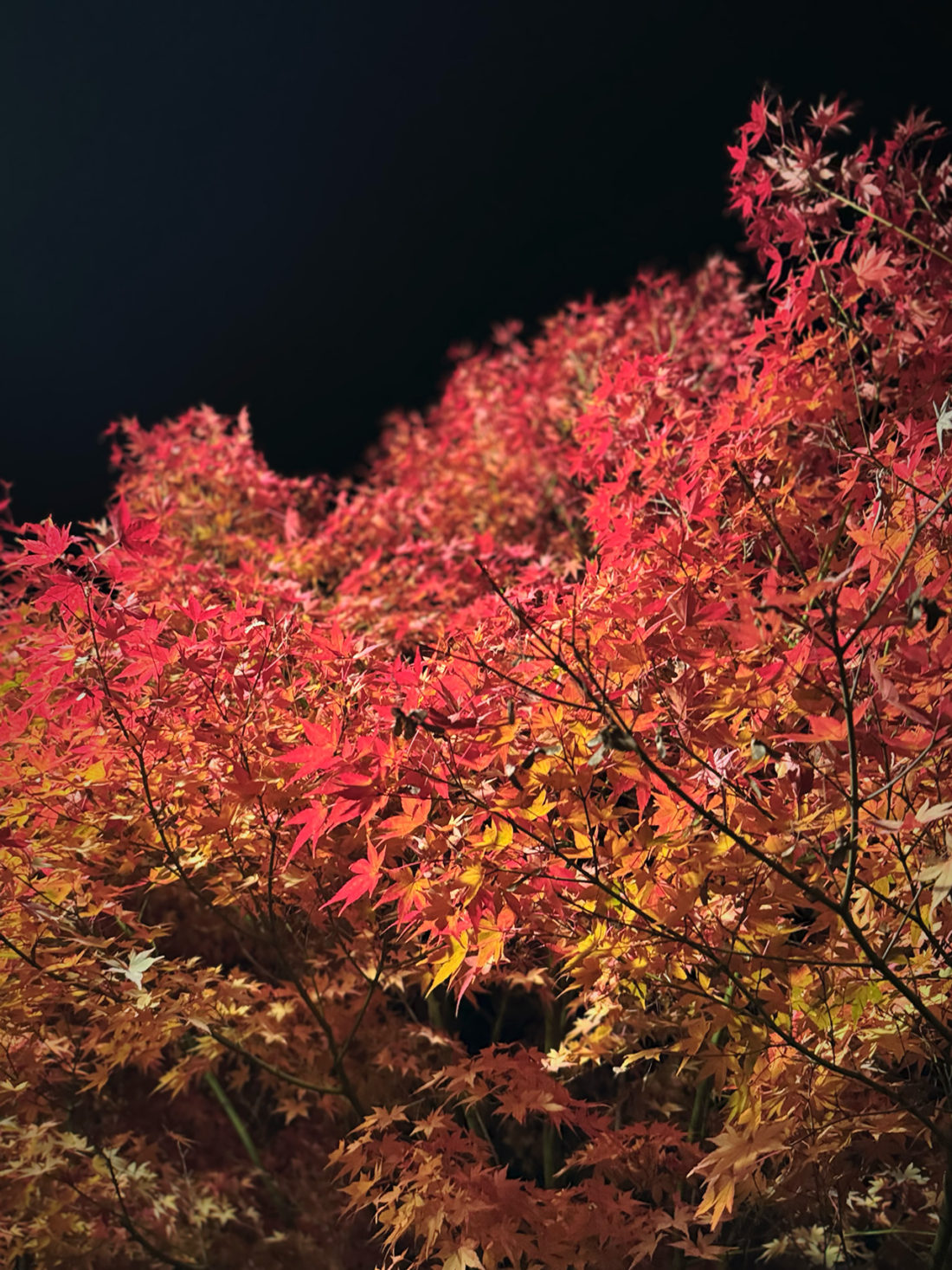 【写真満載】松本LOVER