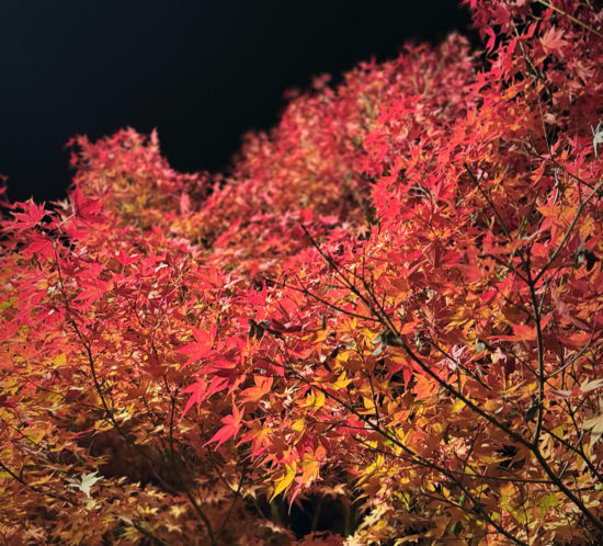 【写真満載】松本LOVER