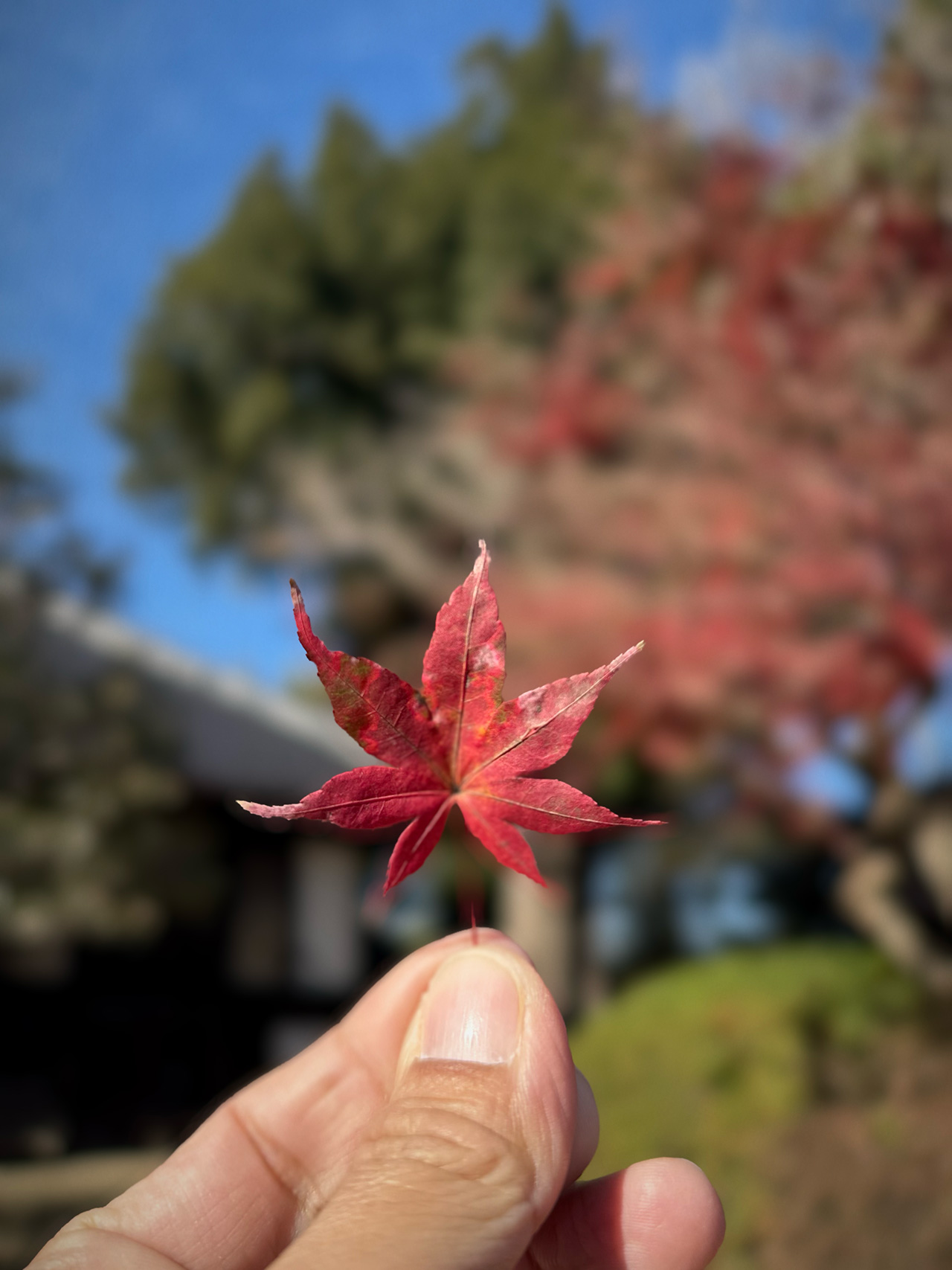 IMG_5439 【そばカフェ かやの木】古民家で味わう二八蕎麦。