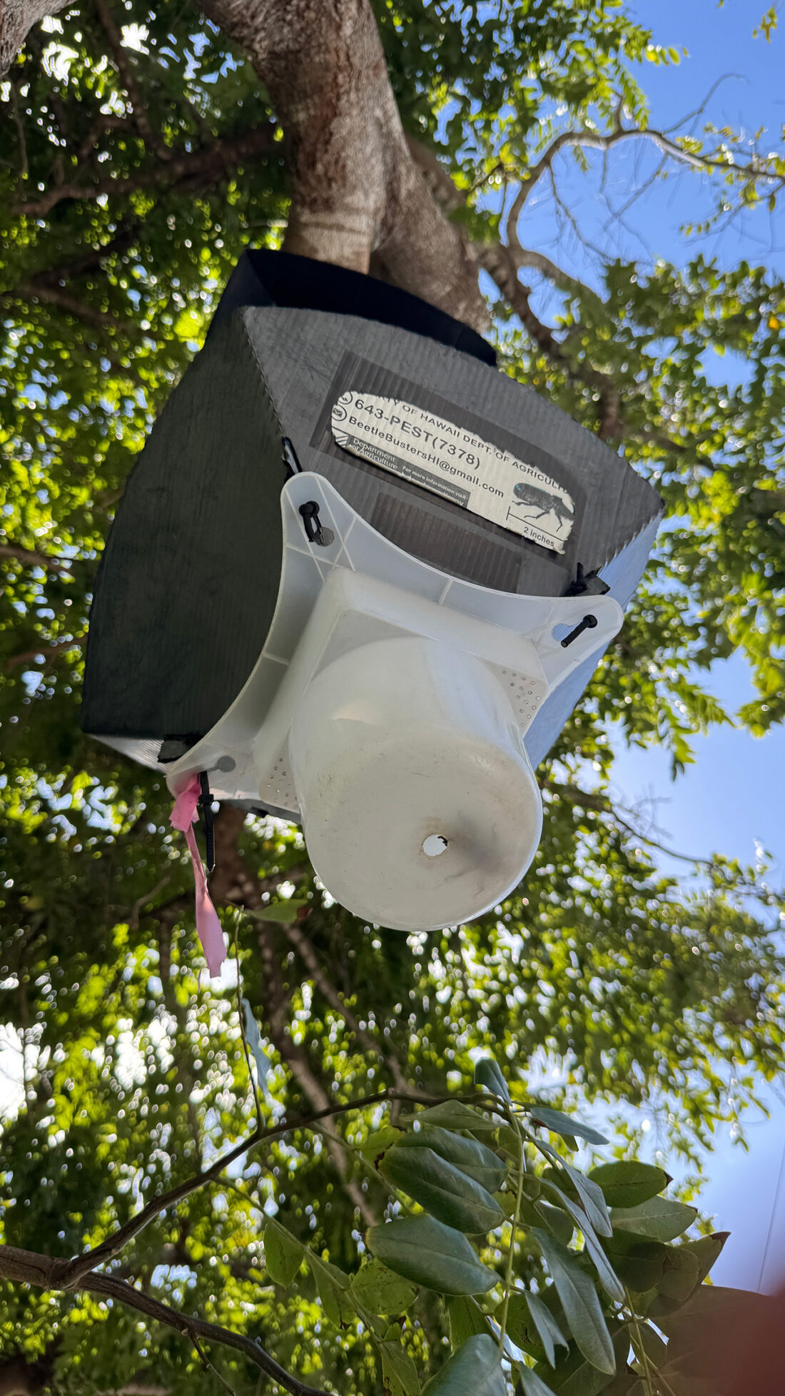 罠にかかったカブトムシ。