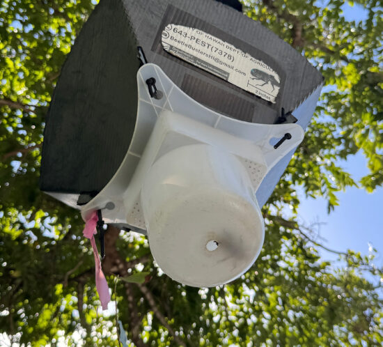 罠にかかったカブトムシ。