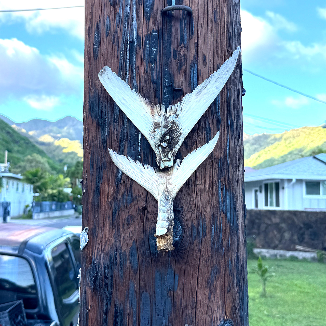 IMG_6483 ハワイの電柱。