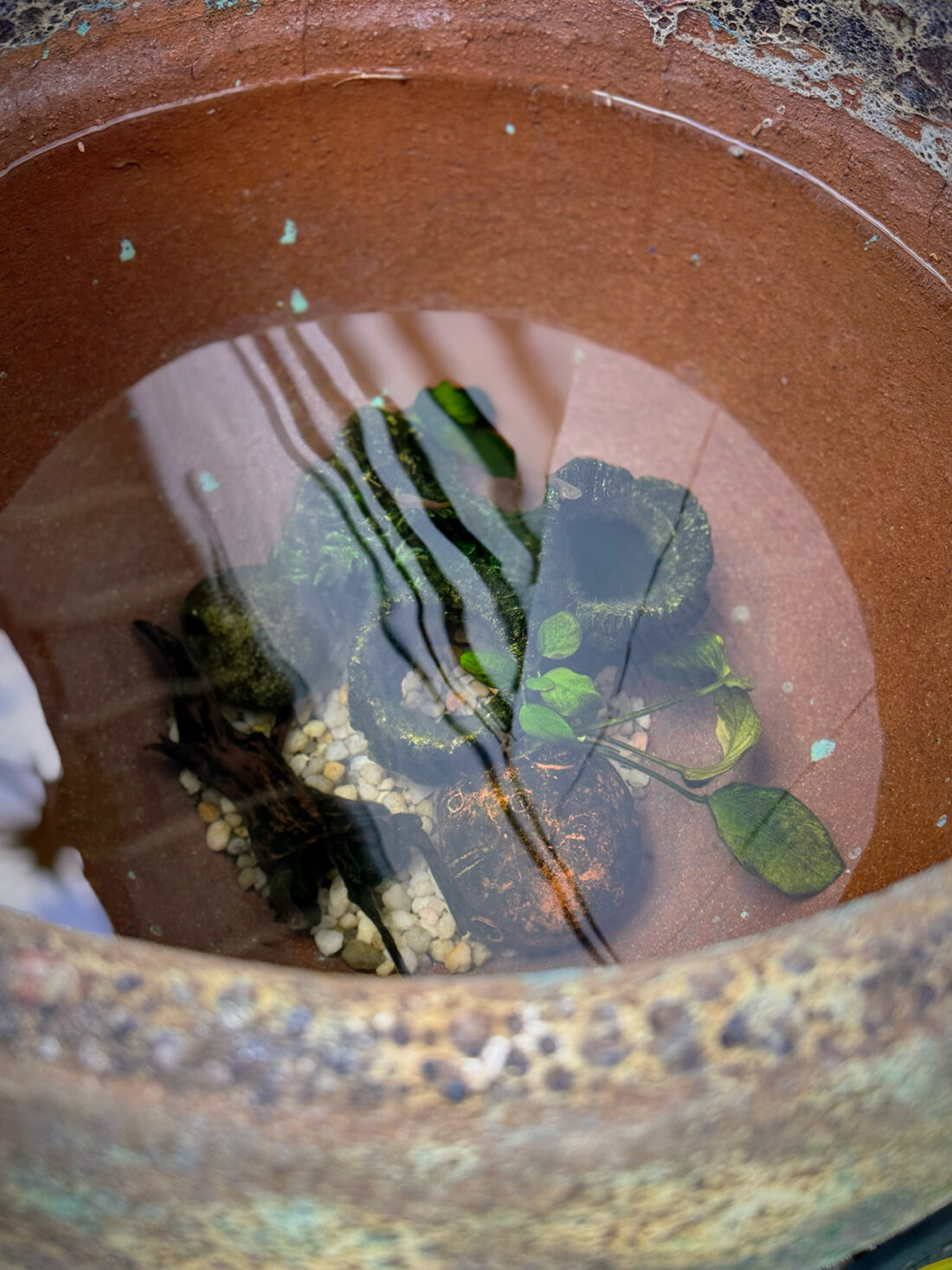 メダカが来た。