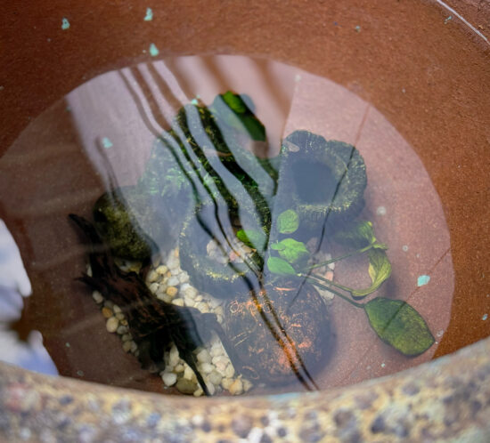 メダカが来た。