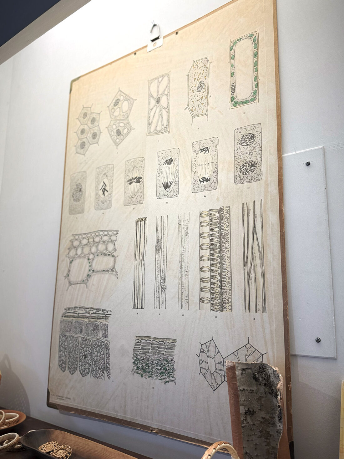 世界のかご カゴアミドリ | 松本