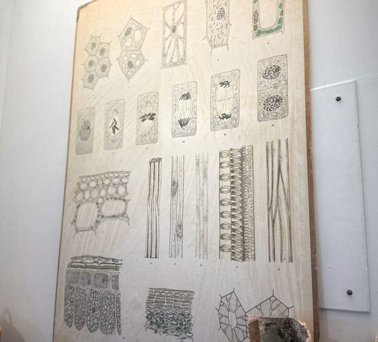 世界のかご カゴアミドリ | 松本