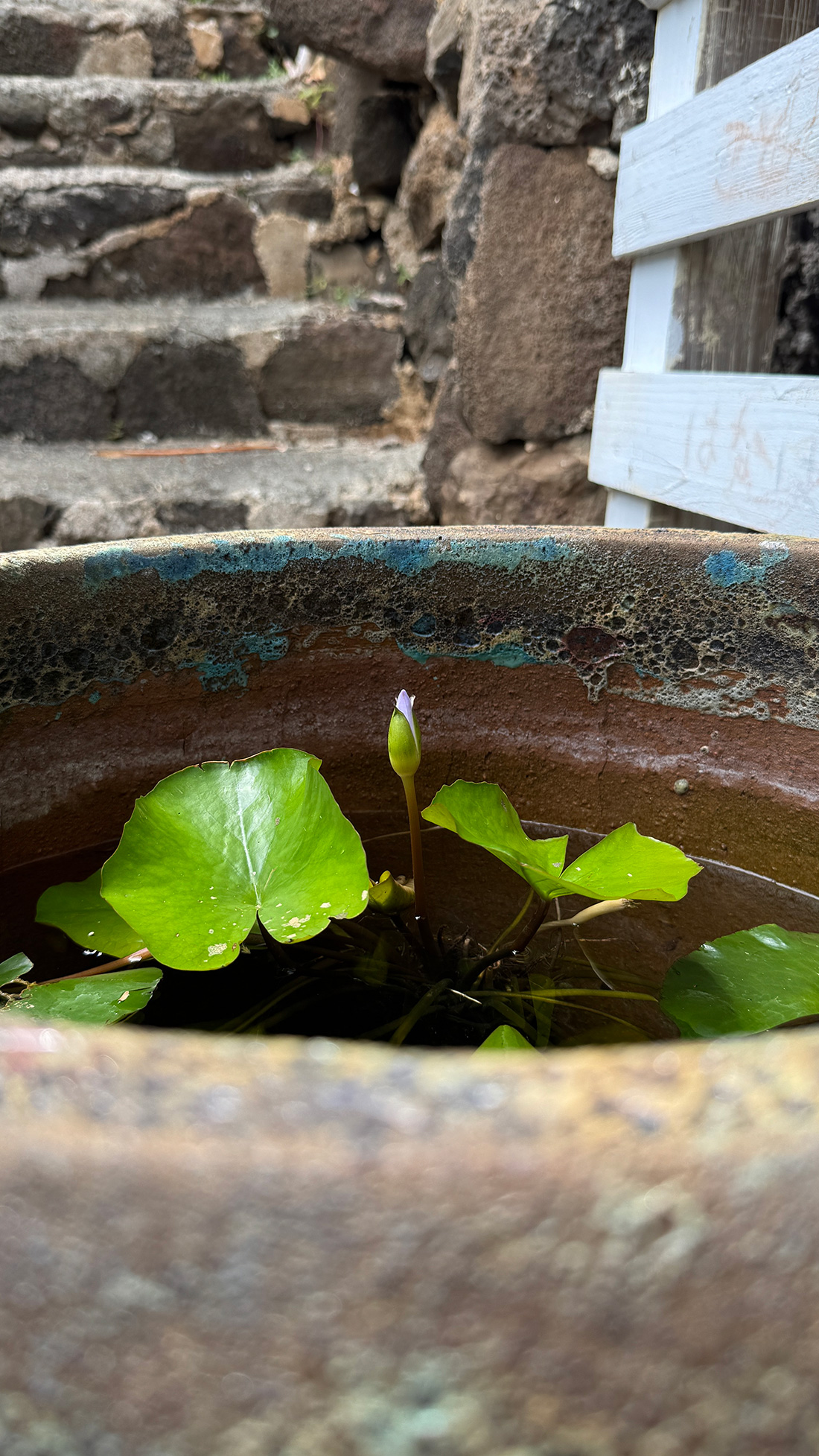 謎が多い睡蓮の話。