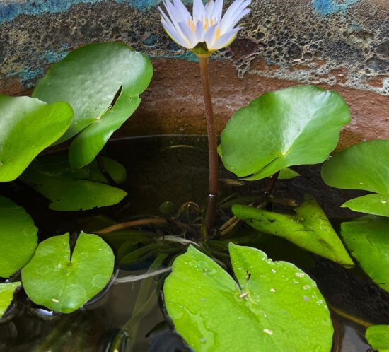 謎が多い睡蓮の話。