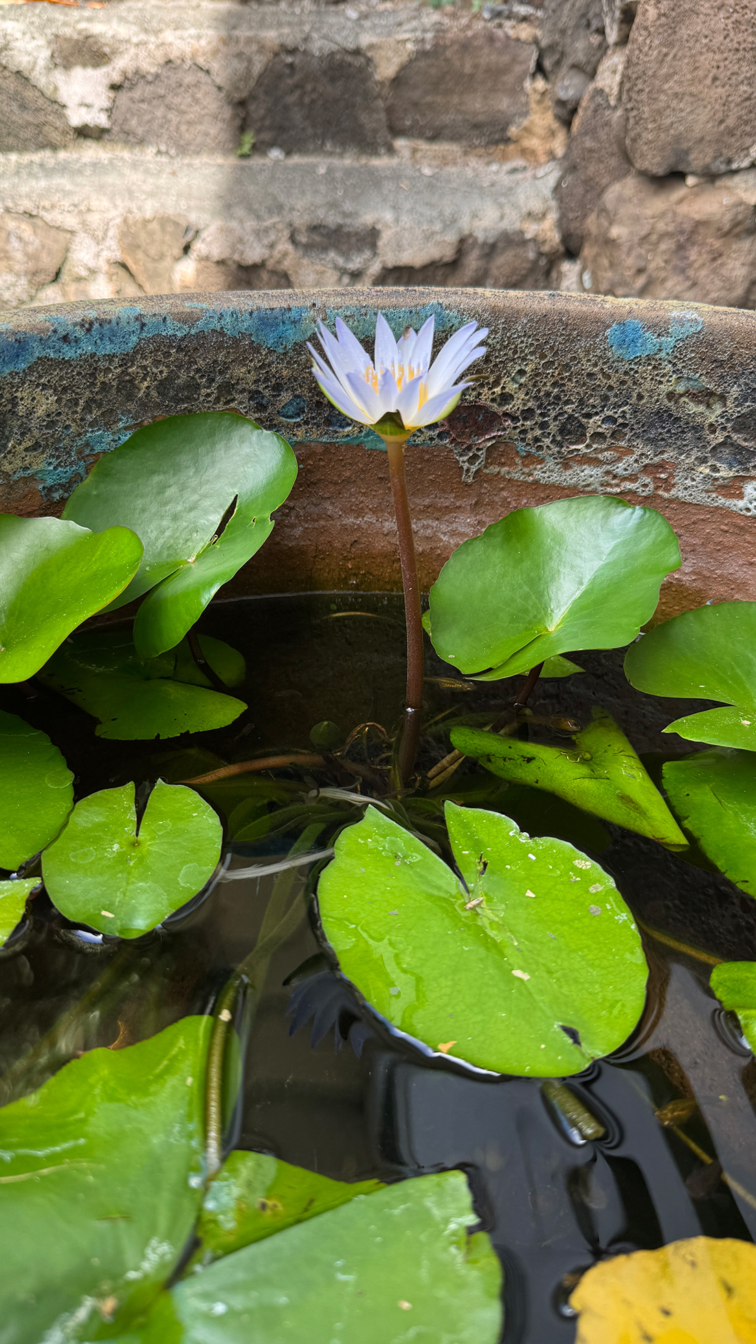 謎が多い睡蓮の話。