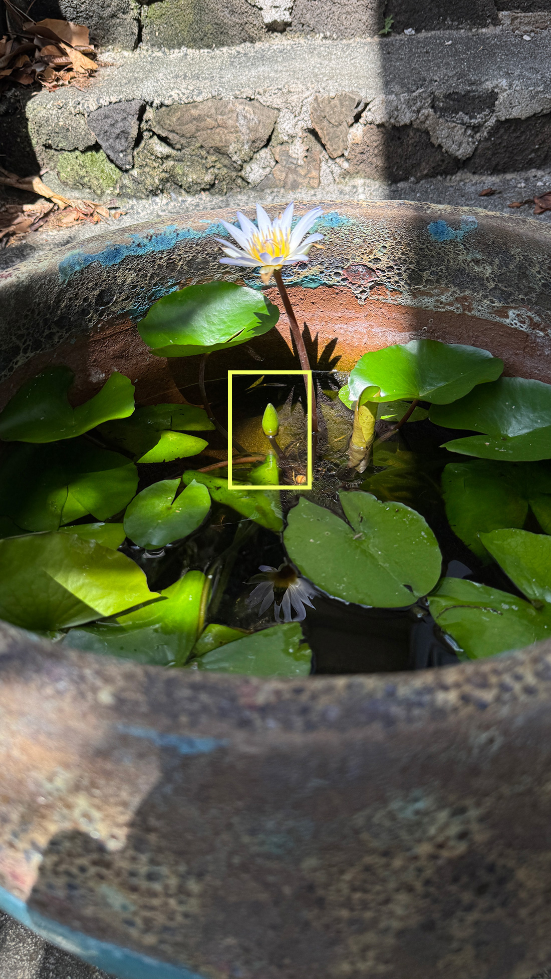 謎が多い睡蓮の話。