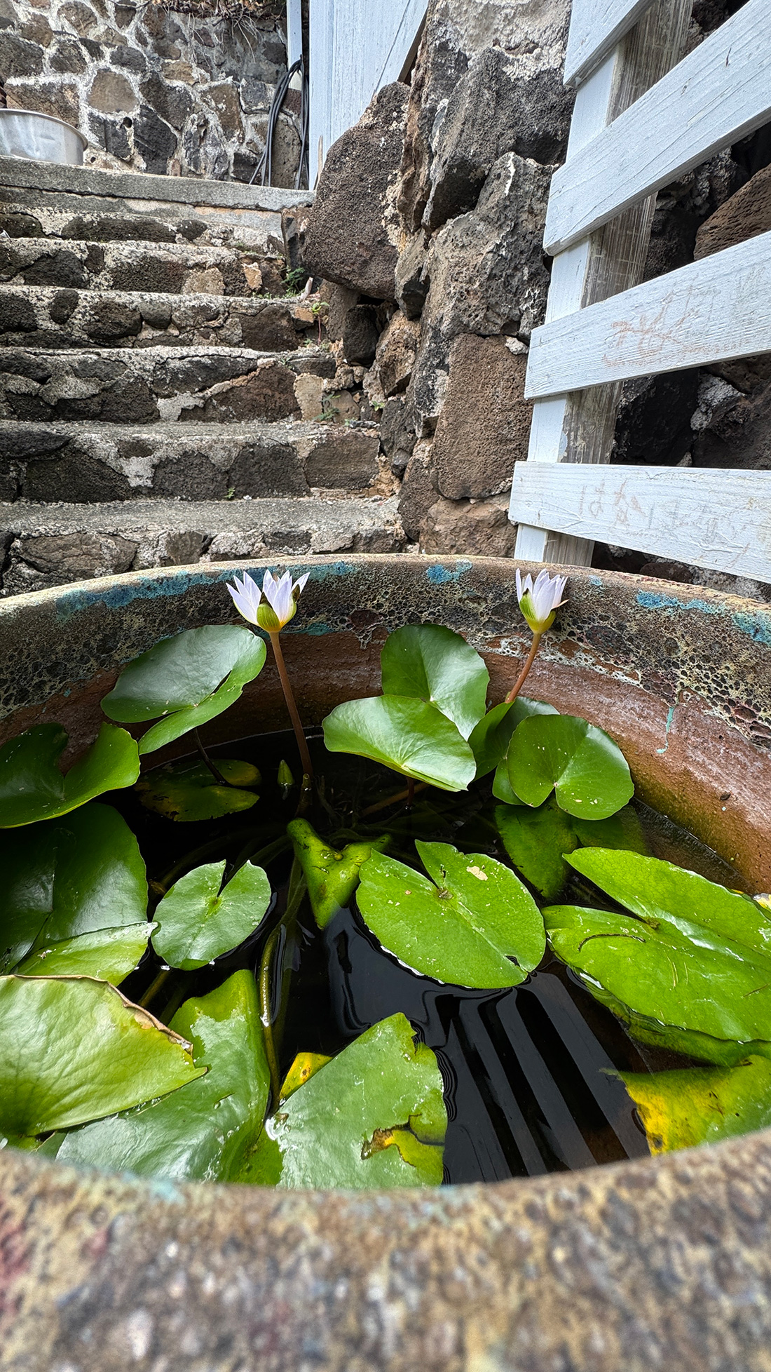 謎が多い睡蓮の話。