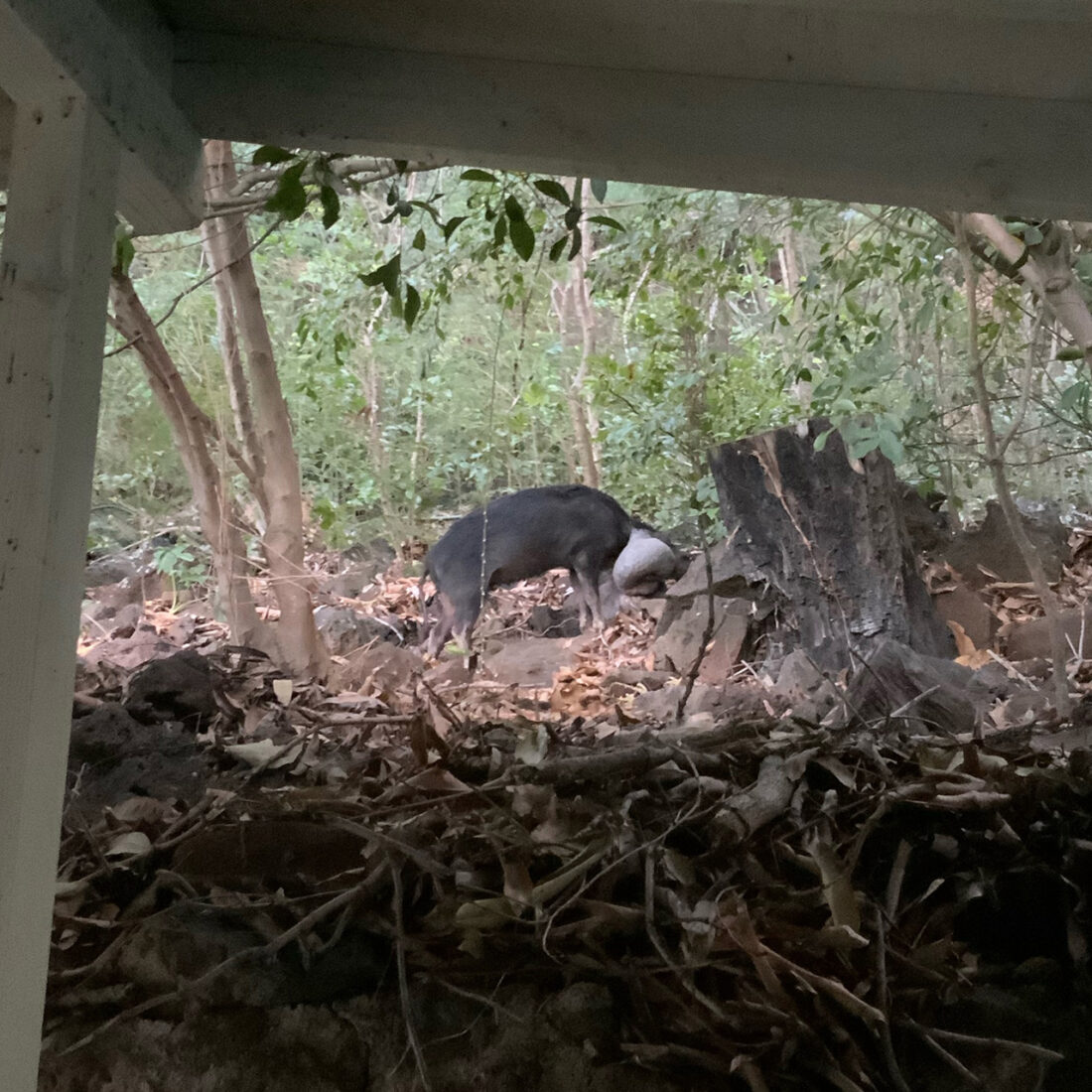 振り返れば奴がいる。