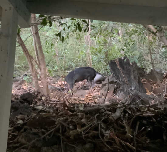 振り返れば奴がいる。