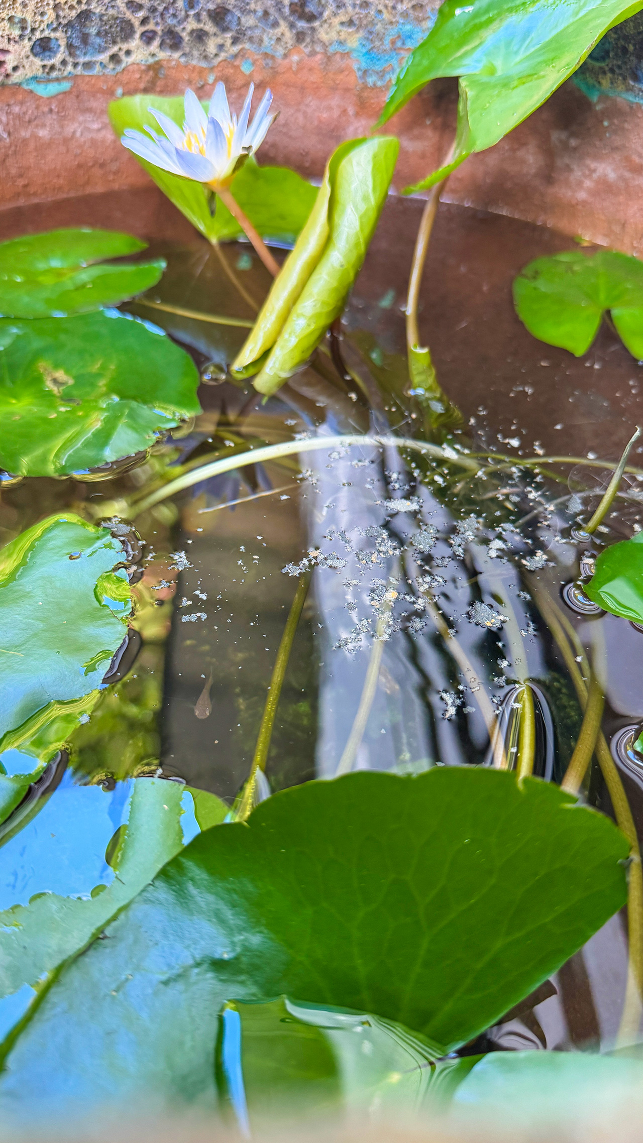 IMG_6970 水蓮の花が咲いたよ。