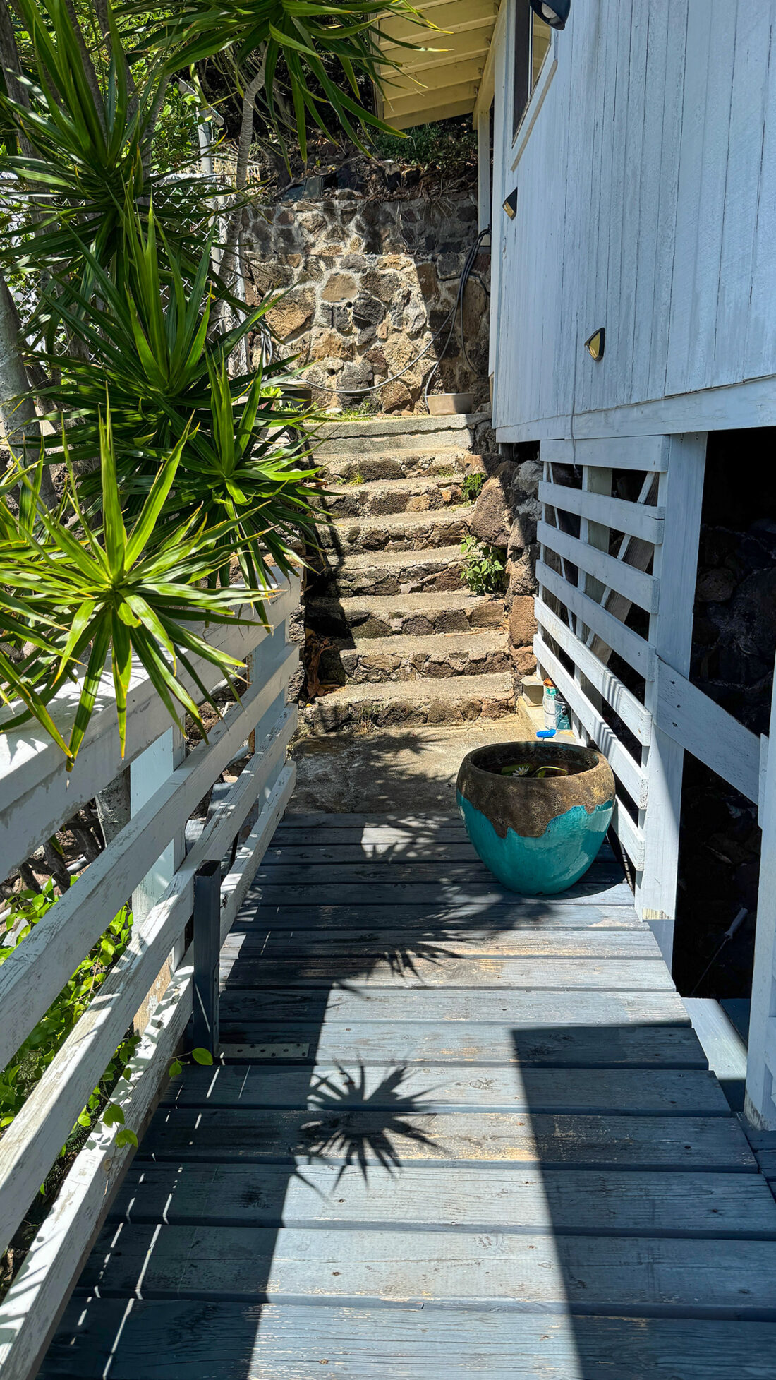 水蓮の花が咲いたよ。