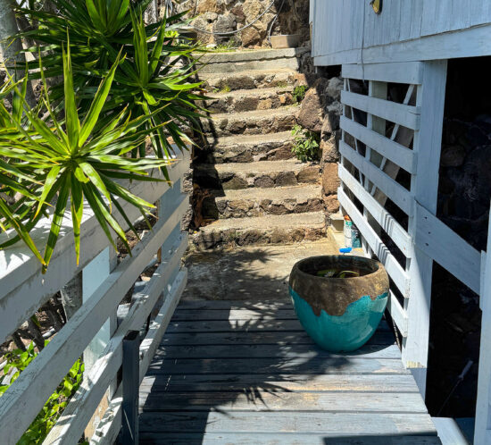 水蓮の花が咲いたよ。
