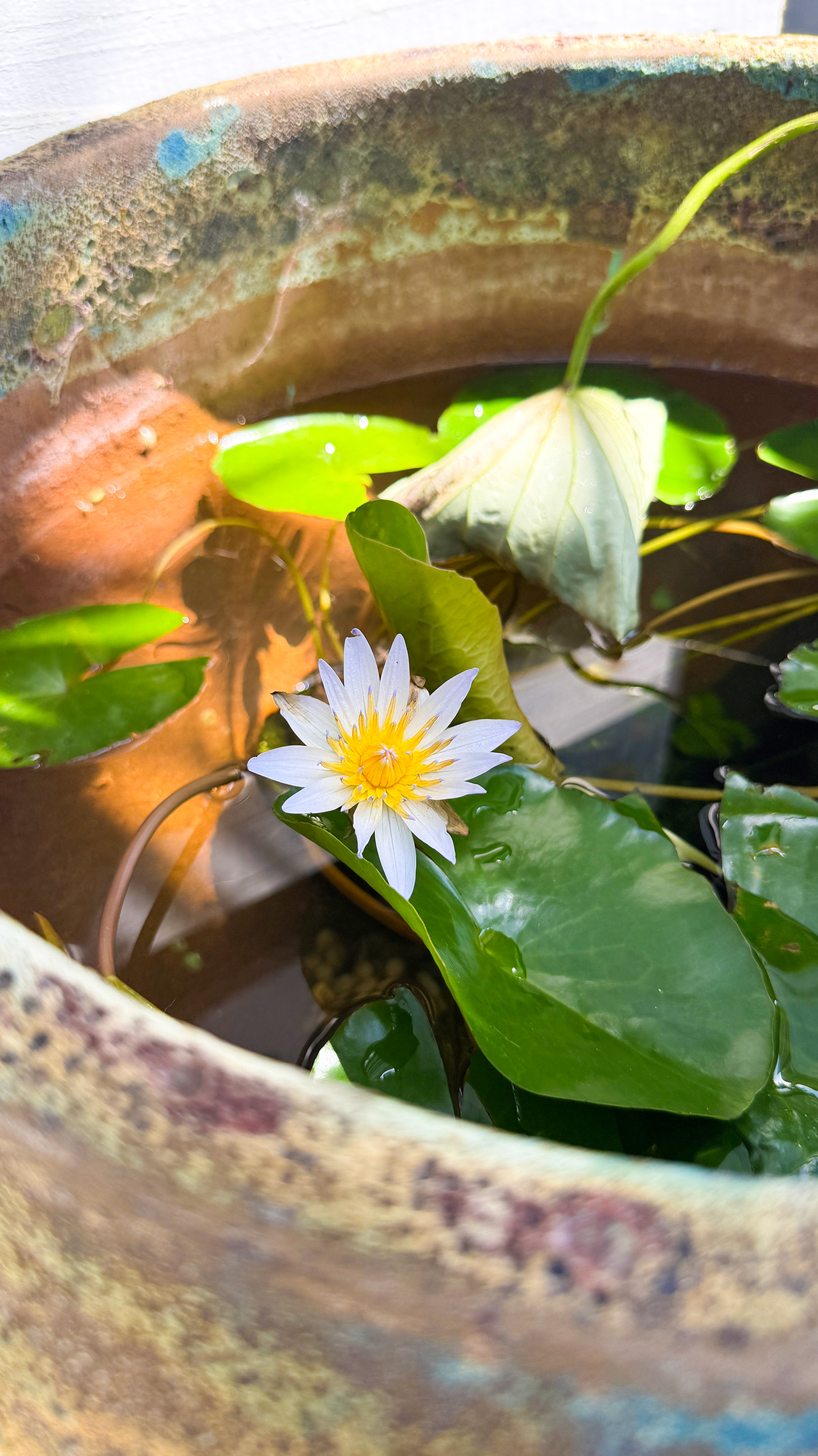 IMG_6977 水蓮の花が咲いたよ。