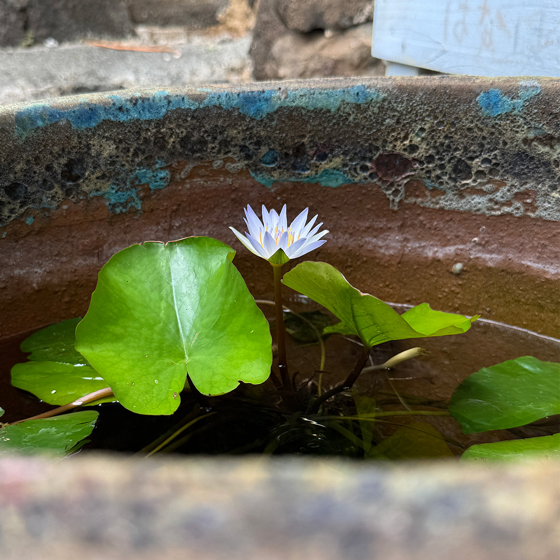 IMG_7016 睡眠する蓮の花の話し。