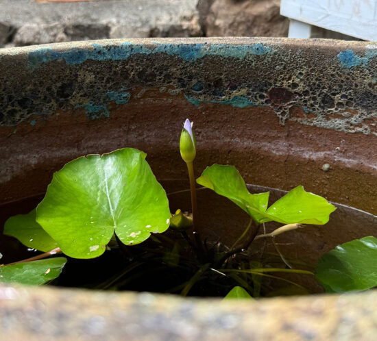 睡眠する蓮の花の話し。