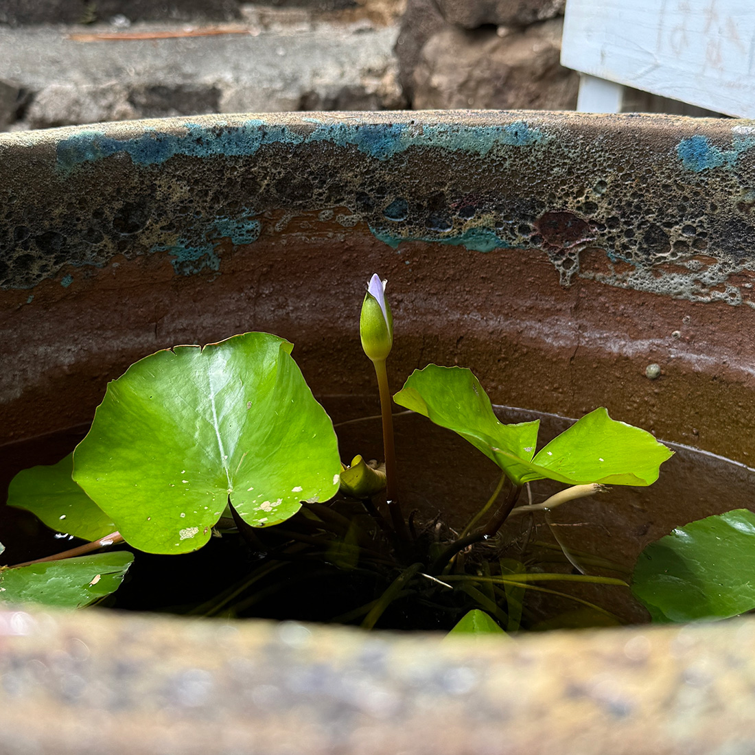 睡眠する蓮の花の話し。