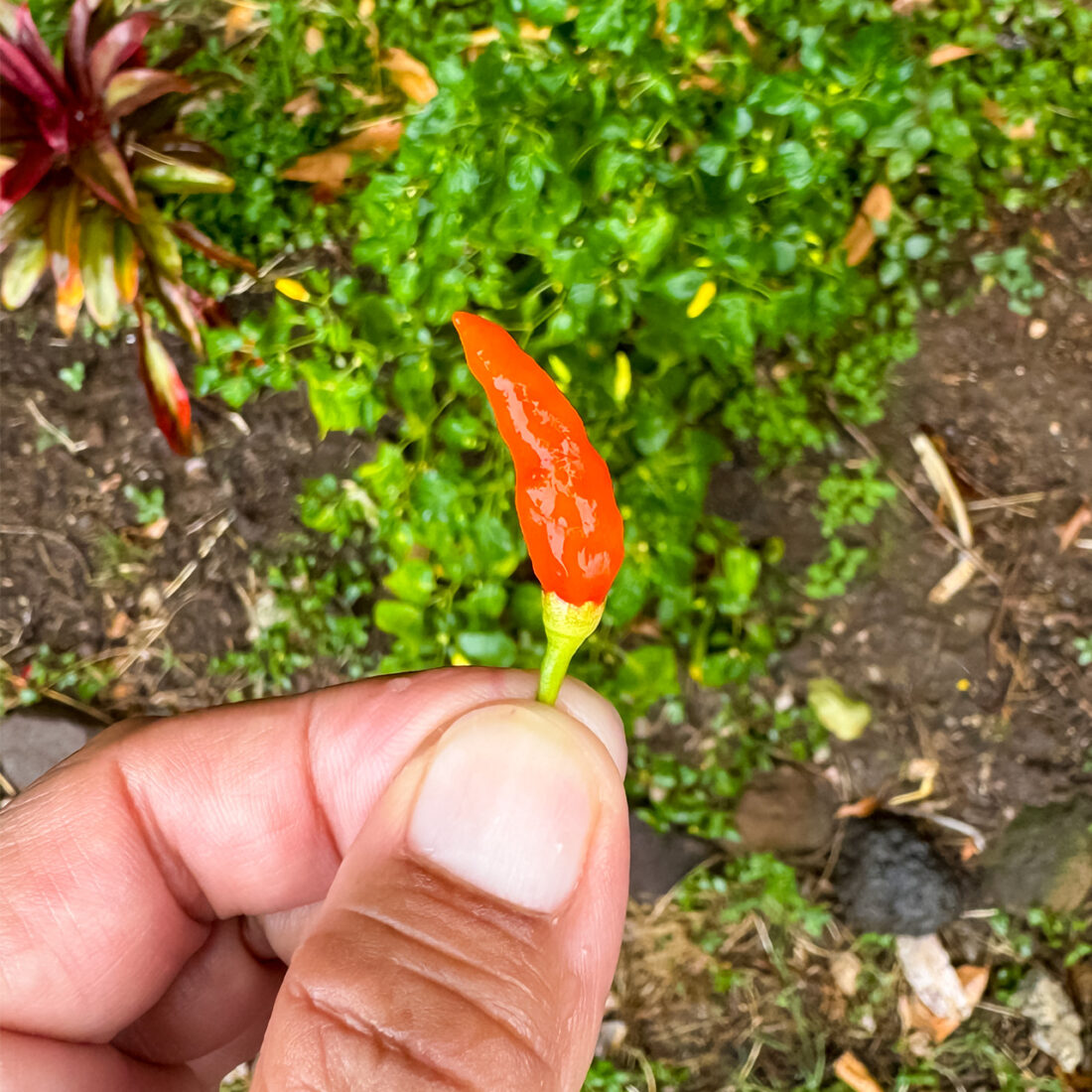 mexican chili pepper