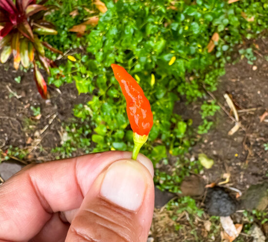 mexican chili pepper