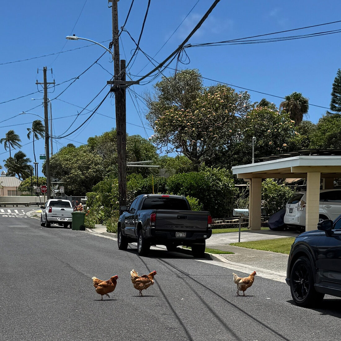 ニワトリ、通ります。