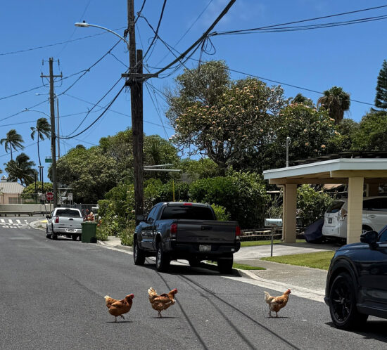 ニワトリ、通ります。