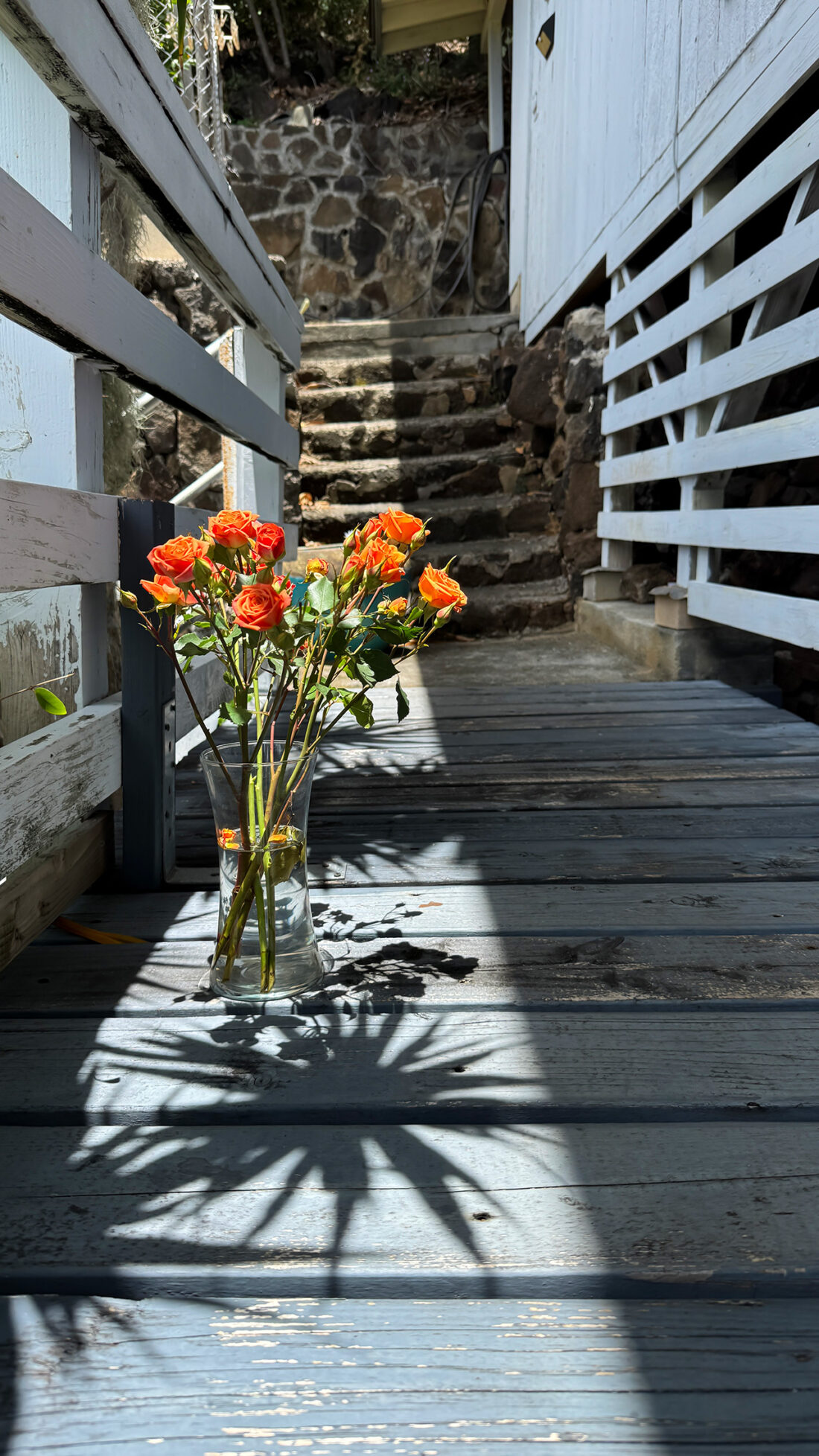 母の日の花が満開。