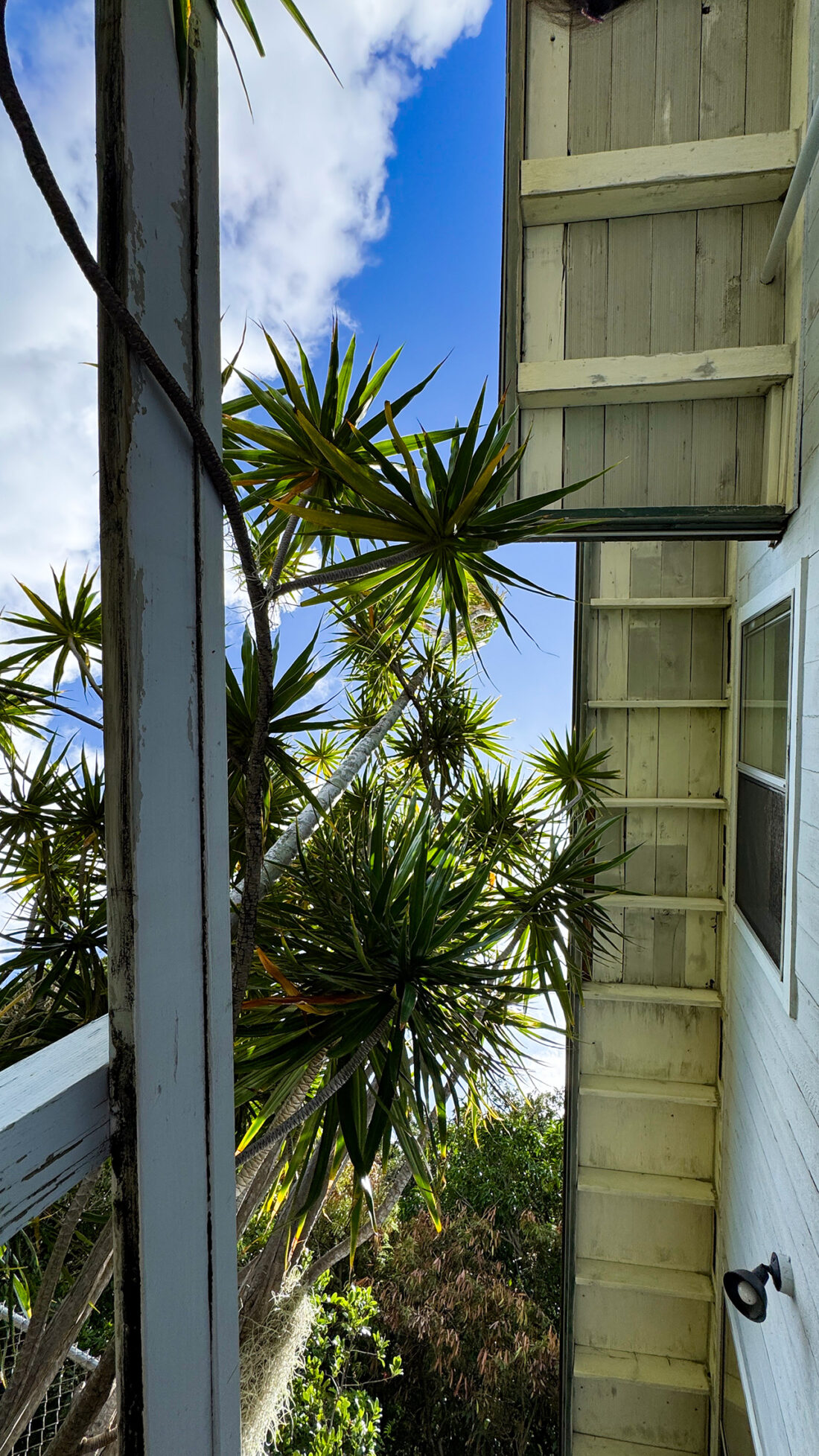 土曜日の朝、見上げるとハワイ。