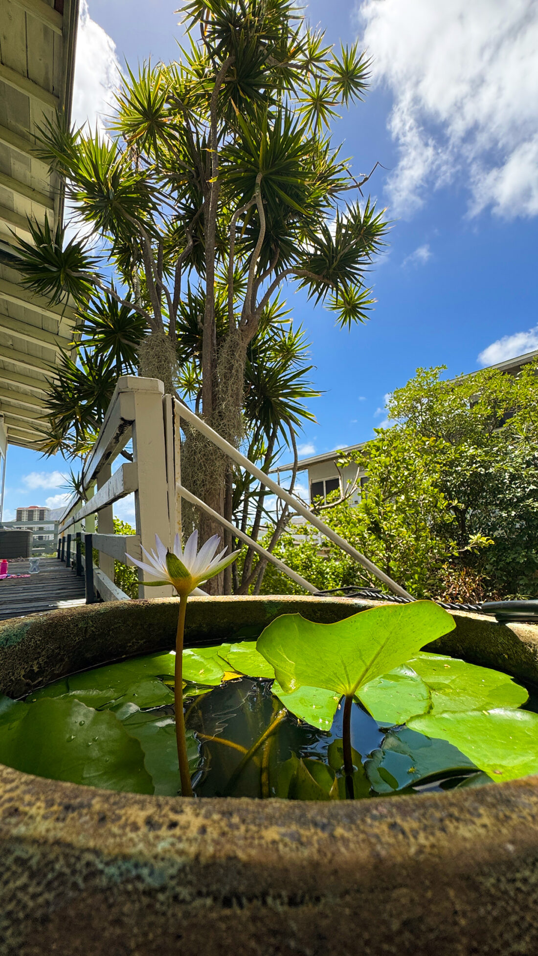 土曜日の朝、睡蓮がある生活。