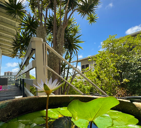 土曜日の朝、睡蓮がある生活。