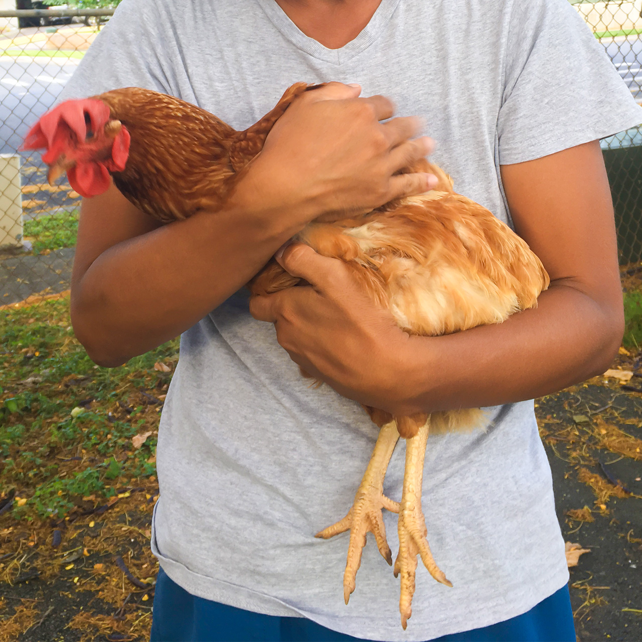 IMG_9488 ニワトリ、通ります。