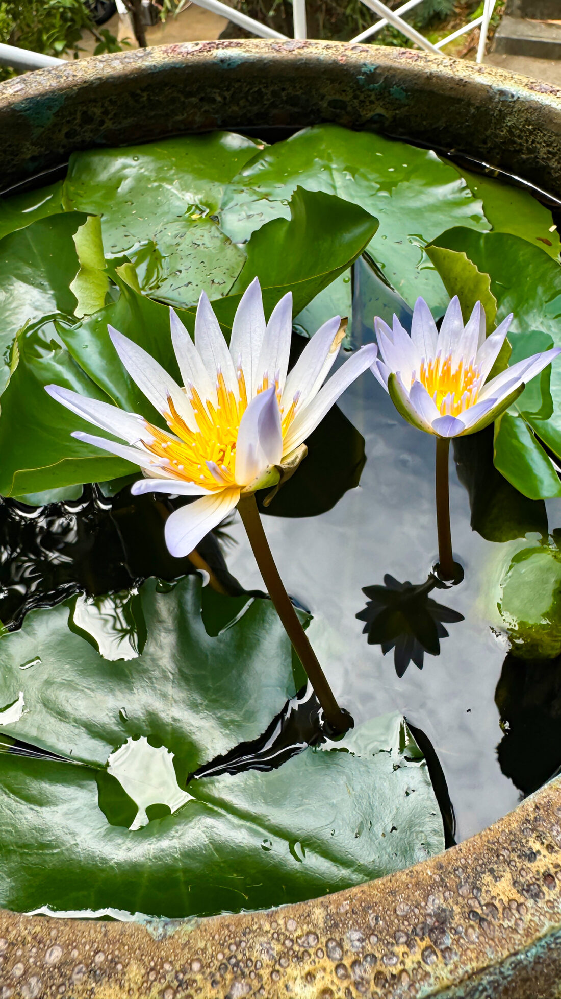 メダカと睡蓮の世界。