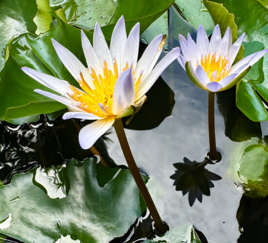 メダカと睡蓮の世界。