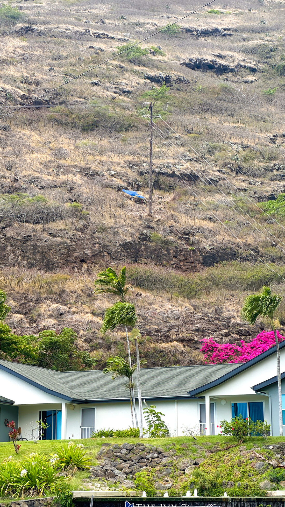 不思議なものを見ました。