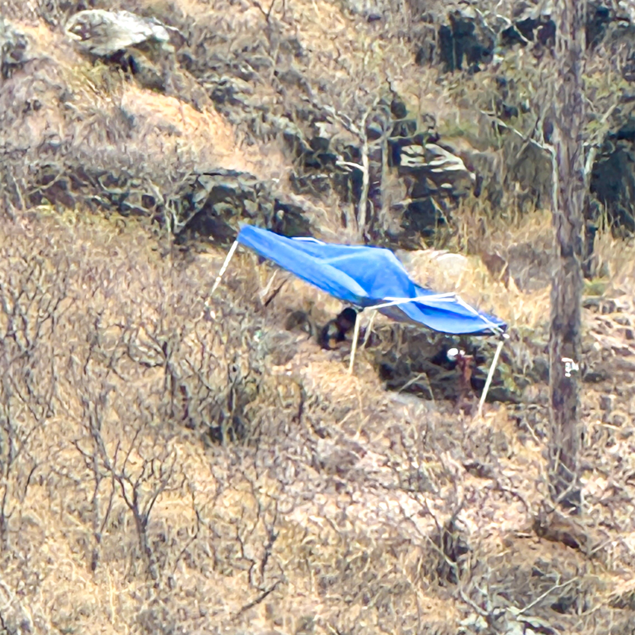 不思議なものを見ました。