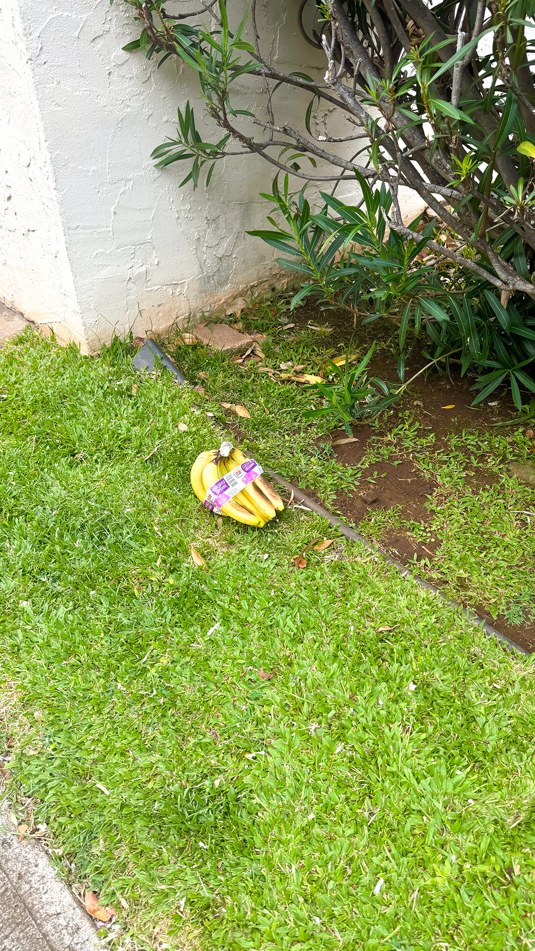 不思議なものを見ました。