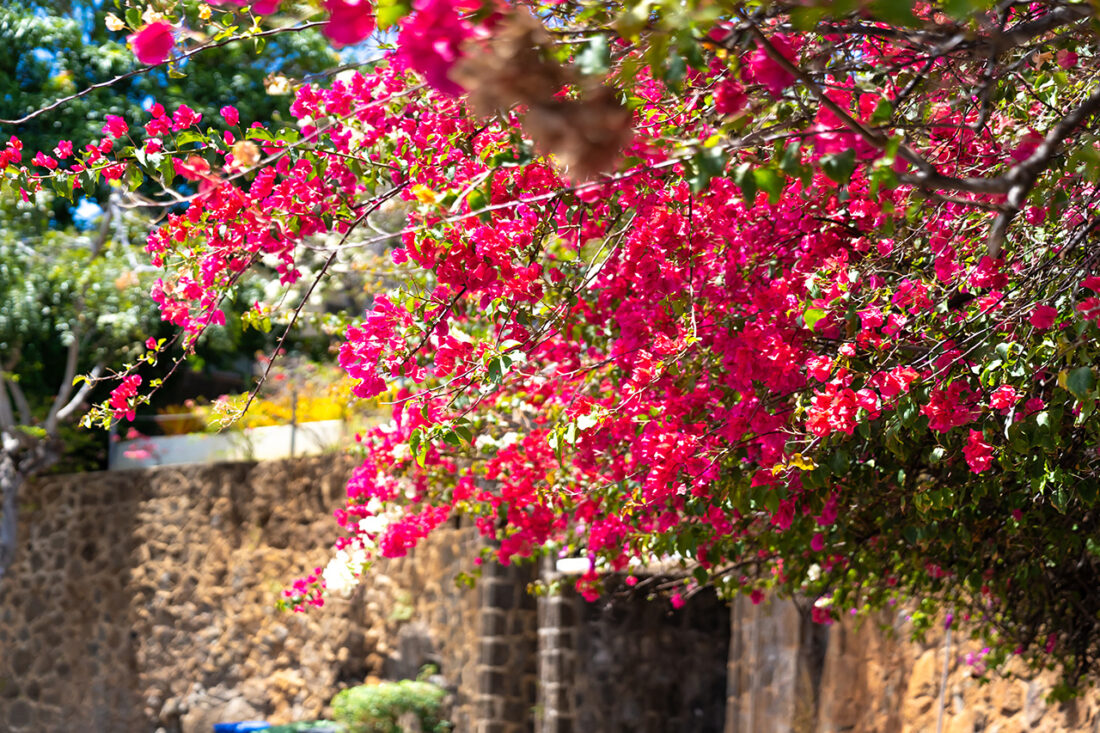 ブーゲンビリアの季節。