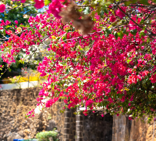 ブーゲンビリアの季節。