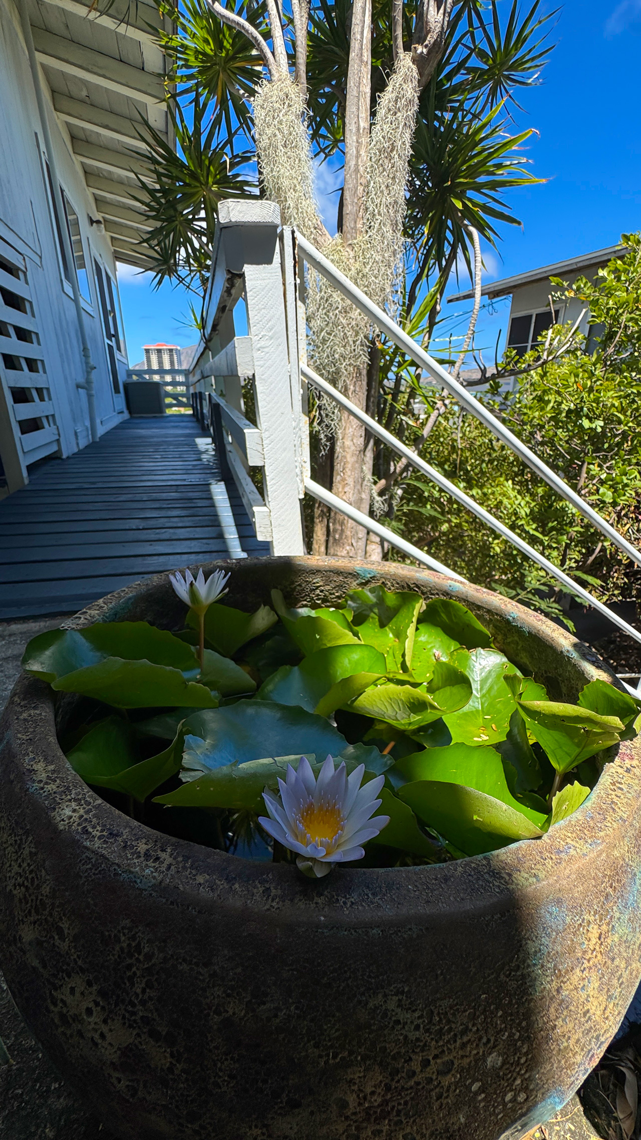 10日ぶりのハワイ。 10日ぶりのハワイ。