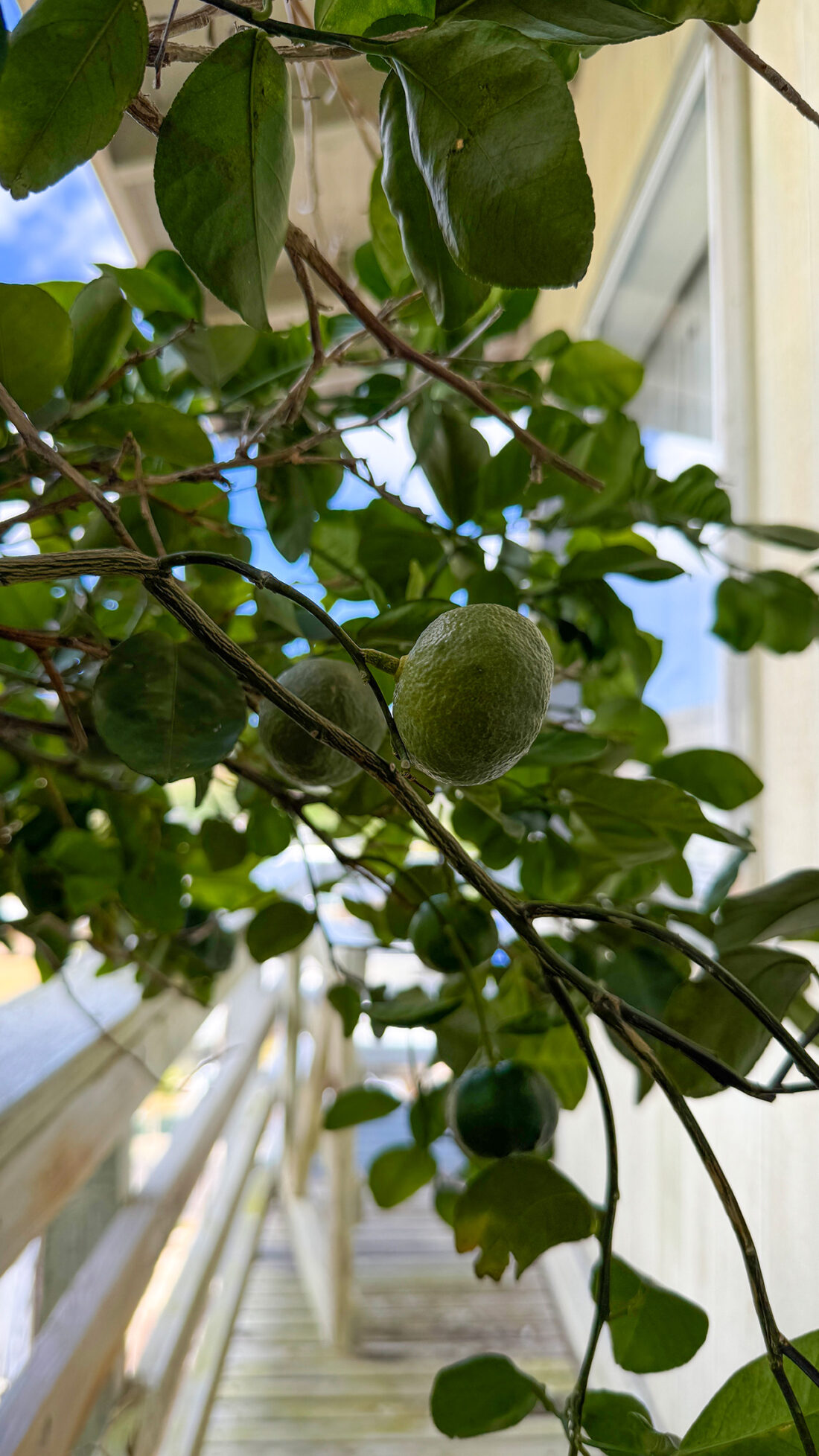 ムナカタハイボール 2025