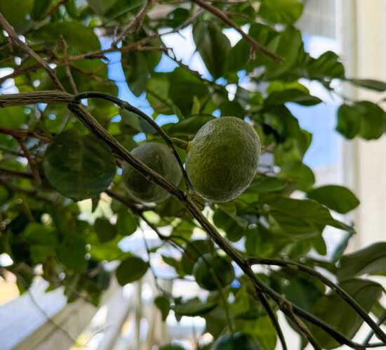 ムナカタハイボール 2025